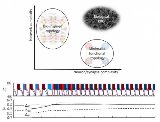 representation of different CPG modeling approaches and example of gait transition in a bursting CPG.